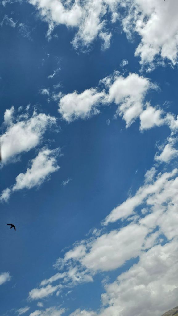 Modré nebo, bez lietadiel, čisté . Vták letiaci.