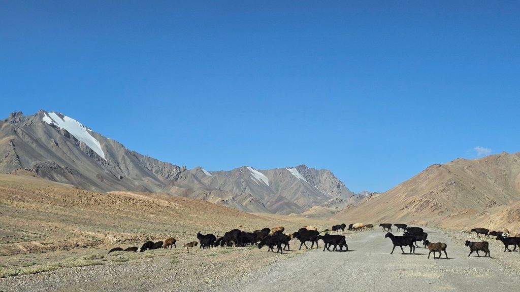 miestna premávka- kozy cez cestu