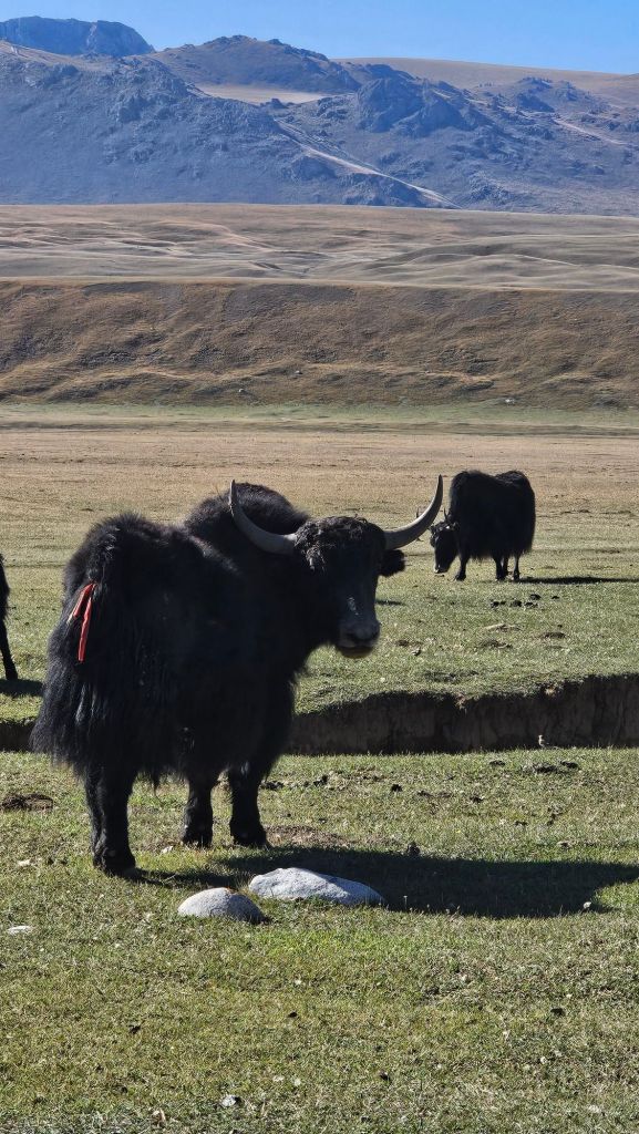 Chlpaté jaky pasúce sa na lúke v kyrgistane