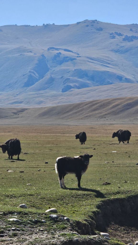 Jaky na horách v kirgizsku