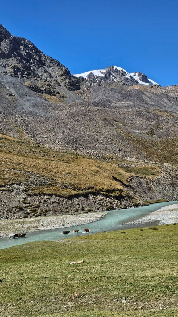 Kravy prechádzajúce cez ľadovcovú rieku