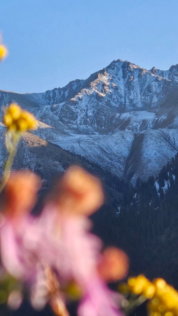 krásne zasnežené hory, kvety v popredí, prichádza jeseň