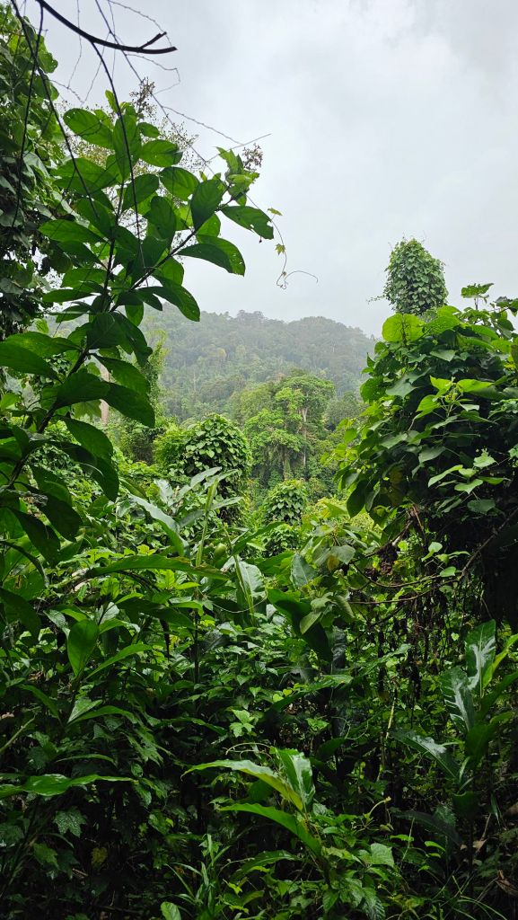 dažďový prales, veľa roznych rastlín, a stromov 