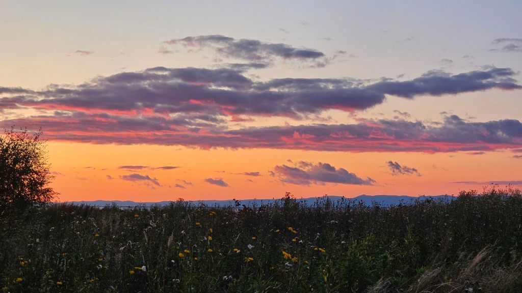 lučne kvety a obloha sfarbená do ružova