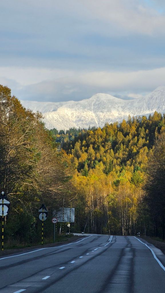asfaltová cesta v rusku, farebné brezy a v pozadí zasnežené stromi.