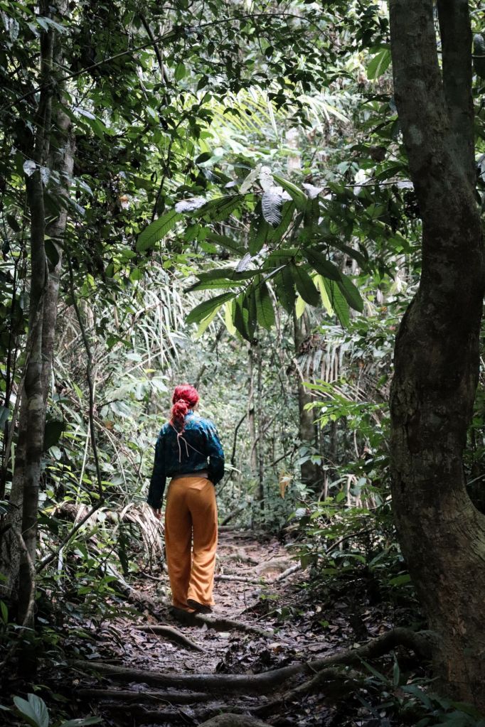 cesta cez dažďový prales 