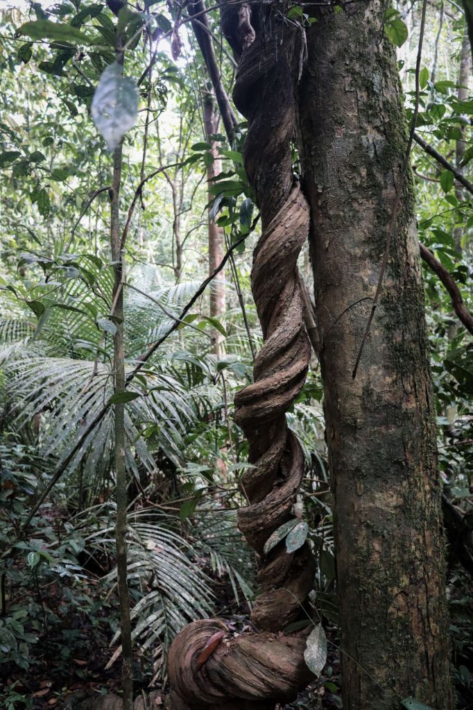 stromy, liana a rôzne rastliny