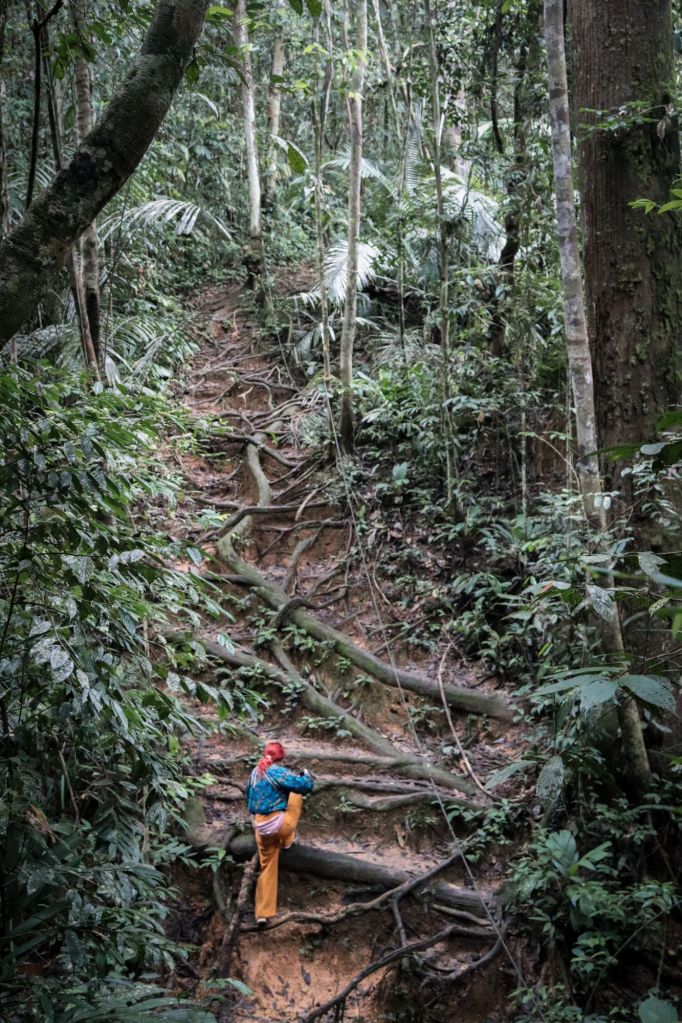 cesta cez korene stromov uprostred džungle