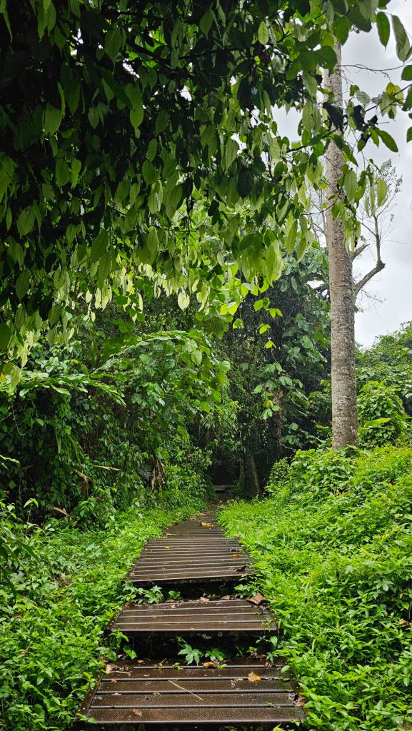 chodník cez dažďový prales