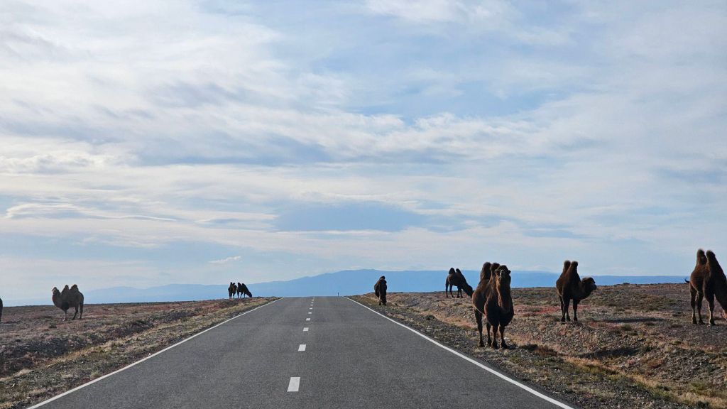 dvojhrbé ťavy pasúce sa popri ceste