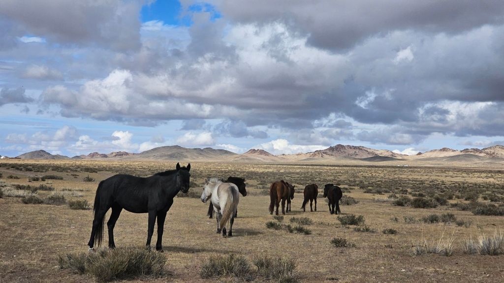 divoké kone uprostred ničoho 